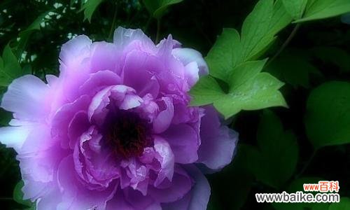 探究紫色牡丹花所代表的高贵与神秘 紫色牡丹花的寓意与象征