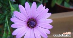 探寻小雏菊背后的深意 紫色小雏菊的花语与寓意