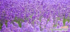 传递浪漫与宁静的紫色之花 紫色薰衣草的花语