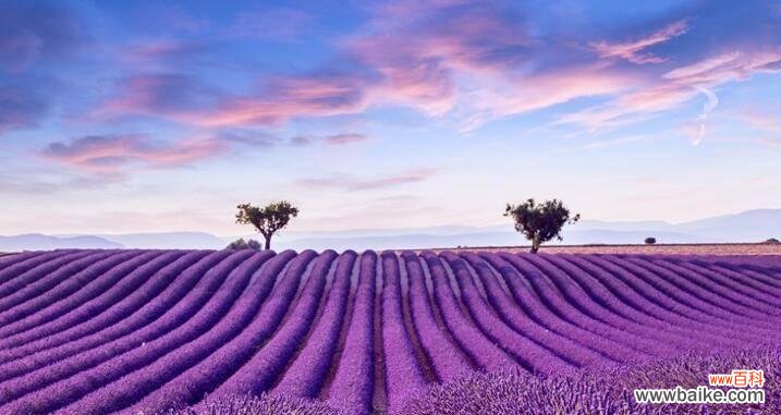 揭秘紫色薰衣草的神秘符号 紫色薰衣草的花语与意义