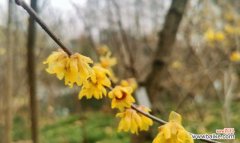 高洁坚毅通常用哪种花来象征？