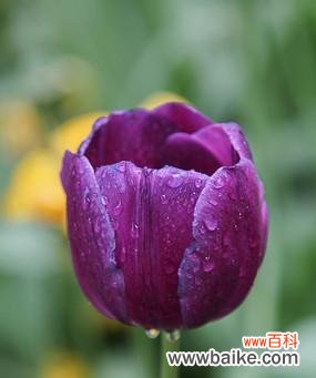 紫色金香的花语是什么花?紫色金香代表了哪些情感?