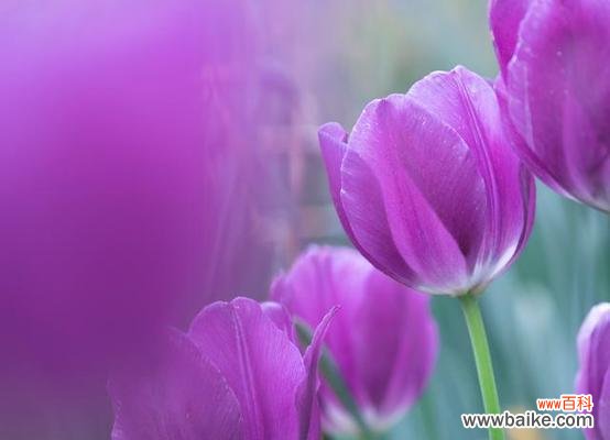 紫色金香的花语是什么花?紫色金香代表了哪些情感?