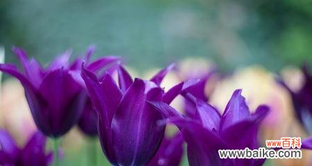 紫色金香的花语是什么花?紫色金香代表了哪些情感?