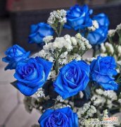 蓝色娇姬表情花语代表什么？它传递了哪些情感？