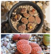 石头花多肉植物的花语有哪些？它的寓意是什么？