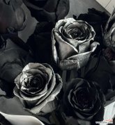 花黑色玫瑰花代表什么含义？黑色玫瑰的花语有哪些？