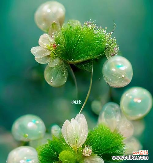 清新花语裙子上绿色的花代表什么？