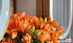 释放解脱的花语通常是什么？它的寓意有何深意？