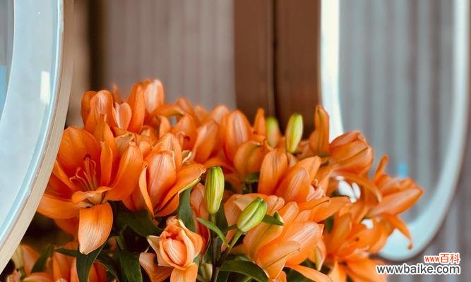 释放解脱的花语通常是什么？它的寓意有何深意？