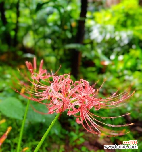 释放解脱的花语通常是什么？它的寓意有何深意？