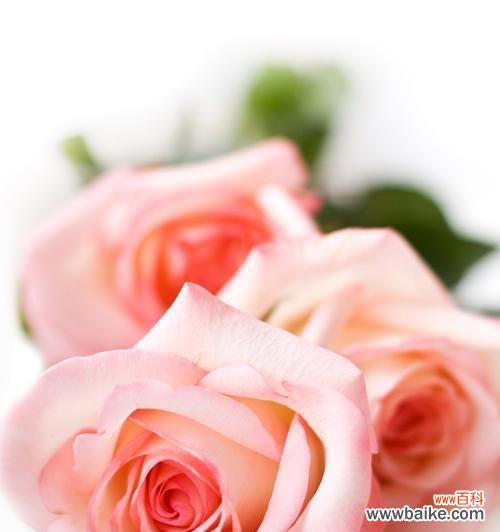 小镇中玫瑰花的花语有何不同?