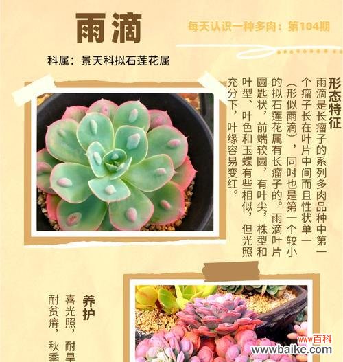 卡系多肉的花语代表什么？如何正确理解？