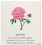 卡系多肉的花语代表什么？如何正确理解？