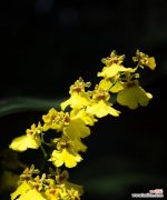 钟爱一生是花语吗？它背后有什么特别的含义？