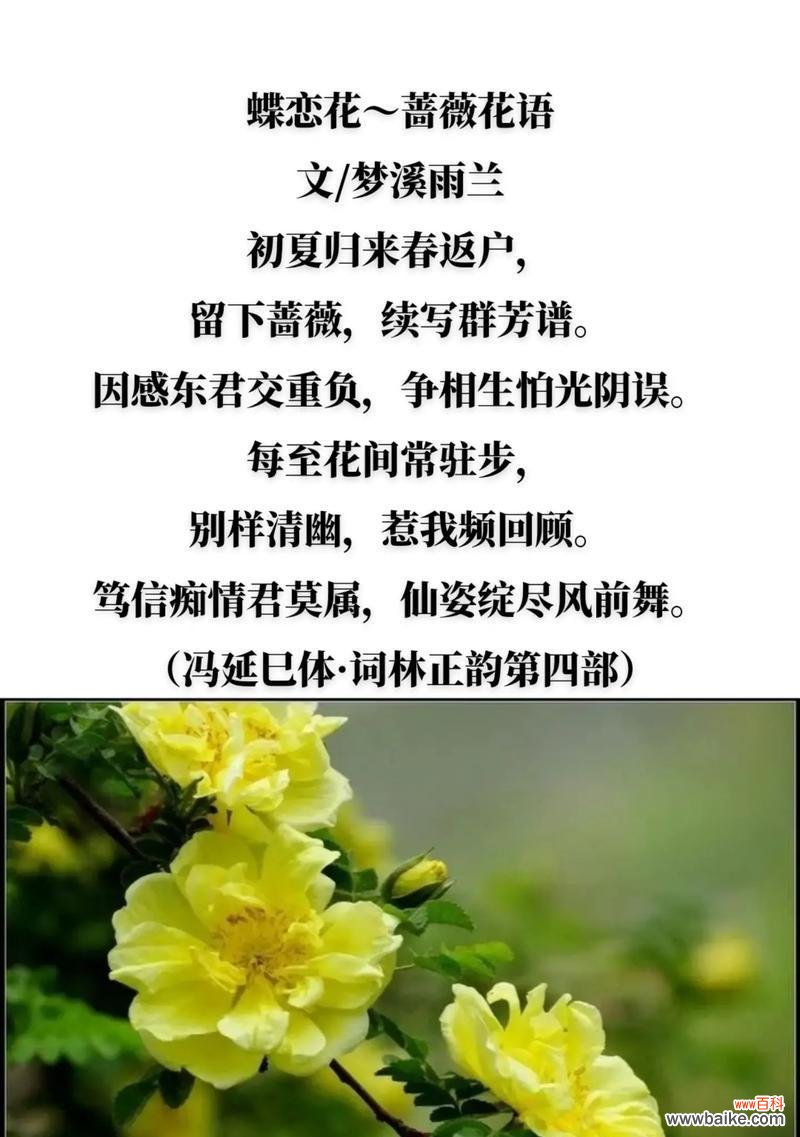 “很荣幸”花语属于哪种花？