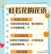 “很荣幸”花语属于哪种花？