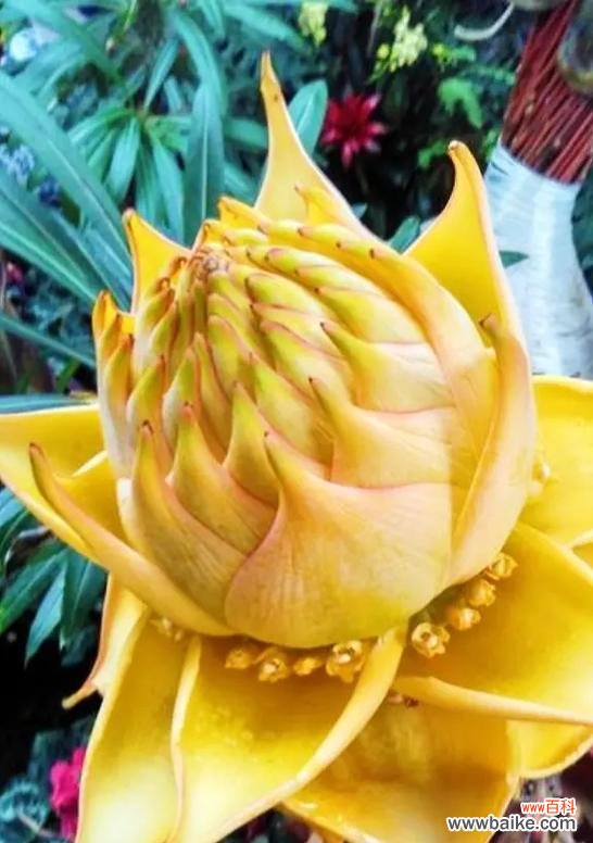 镜连华的花语和寓意是什么?