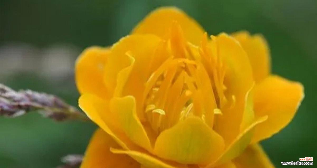 镜连华的花语和寓意是什么?