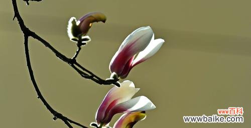 解读紫玉兰花的花语，探寻背后的神秘与浪漫 紫玉兰花的花语与美丽传说