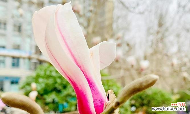 解读紫玉兰花的花语，探寻背后的神秘与浪漫 紫玉兰花的花语与美丽传说