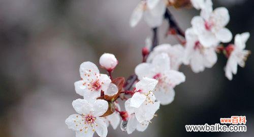 探索紫叶李的美丽意义 紫叶李的寓意与象征