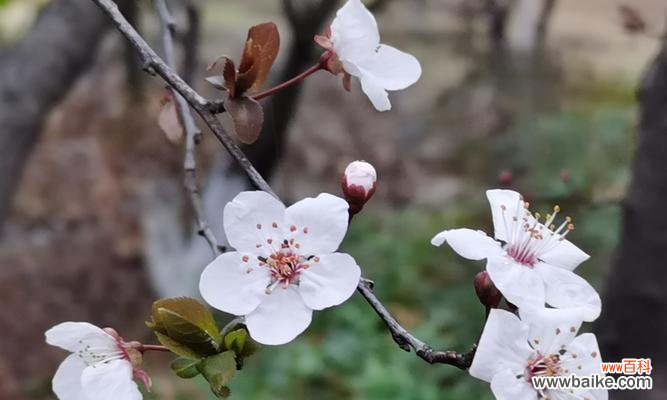 探索紫叶李的美丽意义 紫叶李的寓意与象征