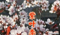 探索紫叶李的美丽意义 紫叶李的寓意与象征