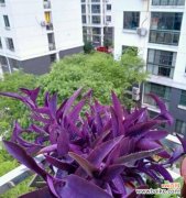 探索紫竹梅的文化内涵，解读其象征意义 紫竹梅的寓意与象征