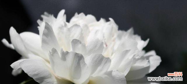 探寻白菊的深刻含义，了解它所传递的情感和价值观 白菊的花语及其象征意义