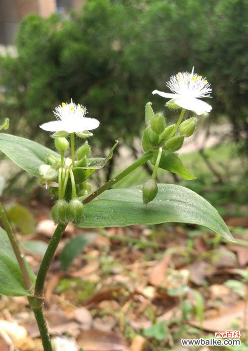 白花紫露草花语的含义与象征 白花紫露草花语