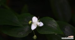 白花紫露草花语的含义与象征 白花紫露草花语
