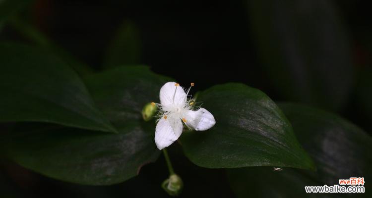 白花紫露草花语的含义与象征 白花紫露草花语