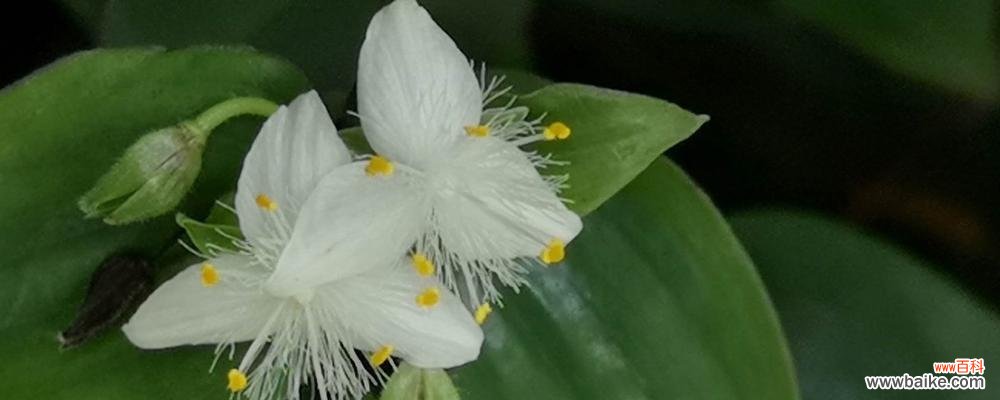 白花紫露草花语的含义与象征 白花紫露草花语