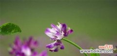 一朵花的故事，它的花语是什么？ 紫云英的花语——美丽与神秘的结合