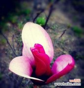 探寻紫玉兰的美丽花语，传达心灵的自由与高尚 紫玉兰花语及其寓意——崇高与纯洁的象征