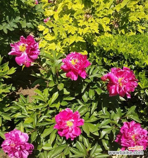 探索友情花海，发现真挚友谊的力量 友情之花