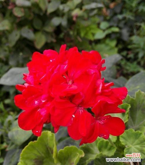 探索友情花海，发现真挚友谊的力量 友情之花