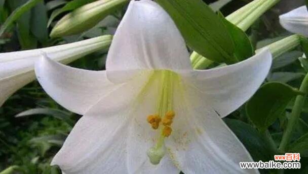探秘白百合的花语之美 白百合的花语