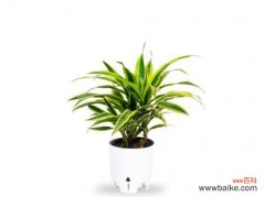 探寻以巴西美人铁的深层含义 以巴西美人铁的花语解读