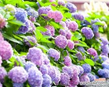 探索八仙花花意，传递美好祝福 八仙花花语