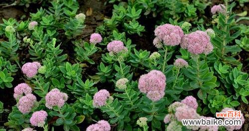 赋予生活以美好的祝福，八宝景天花语魅力无限 探秘八宝景天花语