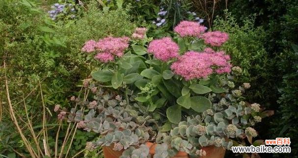 赋予生活以美好的祝福，八宝景天花语魅力无限 探秘八宝景天花语