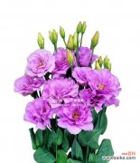 探索紫色洋桔梗的神秘之美 紫色洋桔梗的花语与寓意