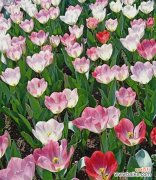 用紫色郁金香传递深情与祝福 紫色郁金香花语