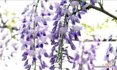 紫藤花的花语赋予生命以美丽与希望 紫藤花的花语与美丽传承
