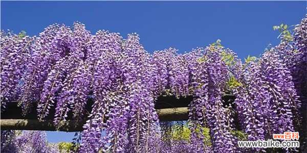 探索紫藤花的背后含义 紫藤花的花语与意义