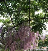 深情浪漫的紫藤花 紫藤花的花语及传说