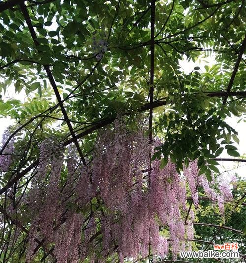 深情浪漫的紫藤花 紫藤花的花语及传说