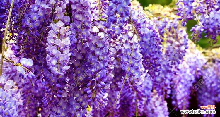 探寻紫藤花的文化内涵 紫藤花的寓意与象征意义